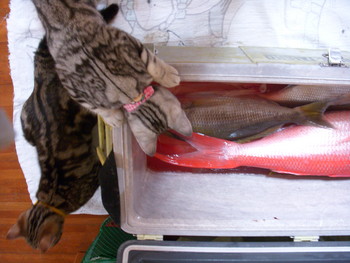 魚　魚　さかな～♪