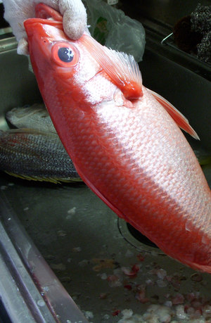 魚　魚　さかな～♪