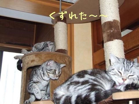 猫もおだてれば木に登る
