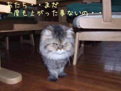 猫もおだてれば木に登る