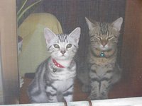 同じ窓辺の二人・・匹 2009/02/07 00:30:39