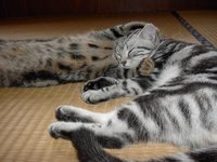 アランとまたたび