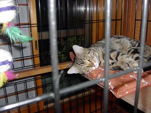 最近のアラン君
