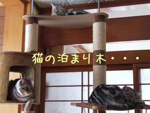 猫もおだてれば木に登る