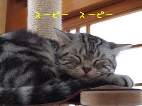 猫もおだてれば木に登る