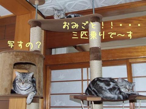 猫もおだてれば木に登る