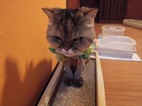 取りあえず 2009/02/05 00:09:19