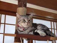 猫にインタビュー