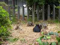 みやげ話(上野動物園） 2009/04/01 00:03:00
