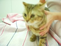 動物病院にて。。 2009/04/23 19:22:17