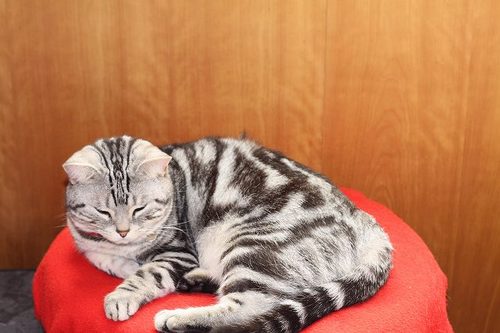 猫部屋でステップ