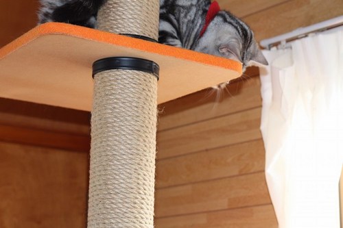 猫部屋でステップ