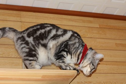 猫部屋でステップ