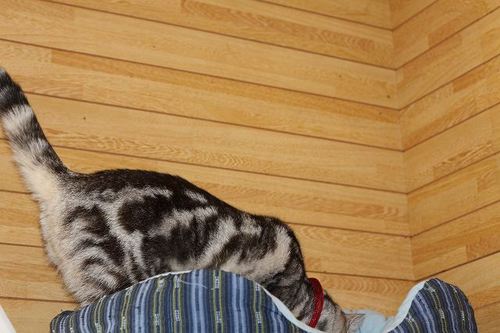 猫部屋でステップ