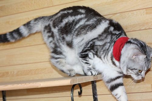 猫部屋でステップ