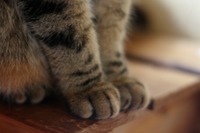 猫さんの手 2009/03/04 23:59:00