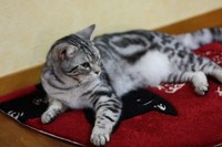 猫さんマット物語レッド編