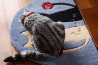 猫さんまっとグレー編