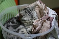 籠すっぽりの技 2009/05/09 23:59:00