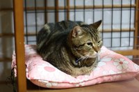 作品いろいろ 2009/05/28 15:50:53