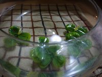 癒し 2009/05/12 00:10:23