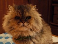 モグちゃん掲示板 2009/06/29 00:15:00