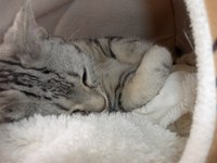虎さんとカメラ 2009/03/02 00:05:00