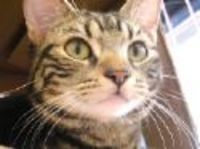 朝の日課（ウチのねこの場合）