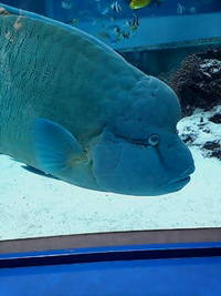 美ら海水族館