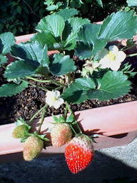 もうすぐ食べごろ(^o^) 2008/01/16 15:20:09