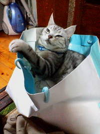 袋大好き！ 2008/04/28 20:04:16