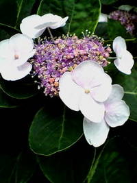 わが家の紫陽花 2008/06/13 10:24:06