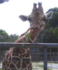 大人のための飼育体験学習