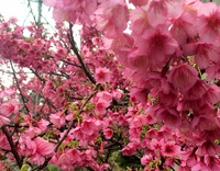 沖縄市胡屋のサクラ