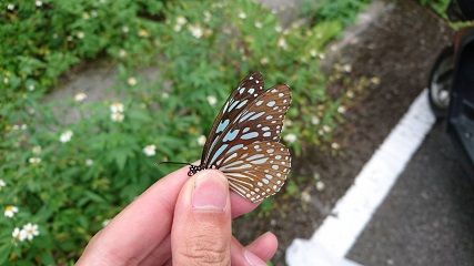 ミナミコモンマダラ