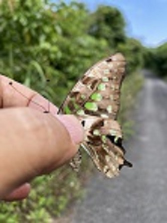 タイワンモンシロチョウ