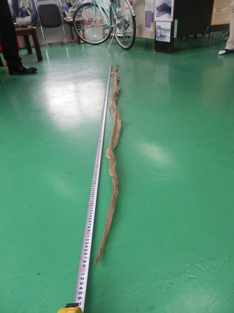 ヨナグニ臭蛇