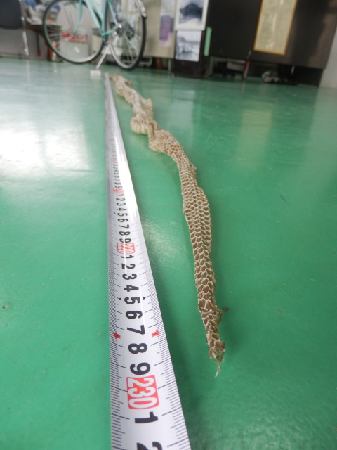 ヨナグニ臭蛇