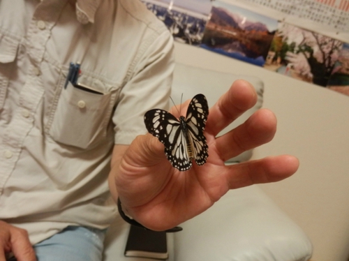 フィリピンからの蝶