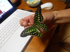 コモンタイマイ