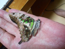 コモンタイマイ