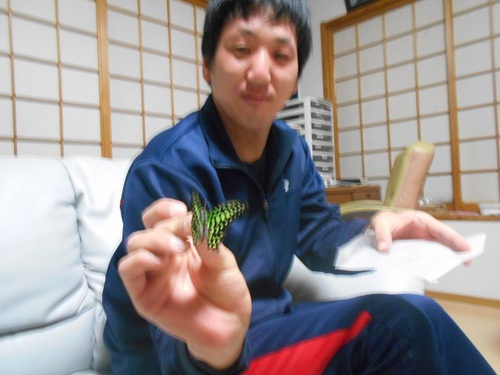 コモンタイマイ