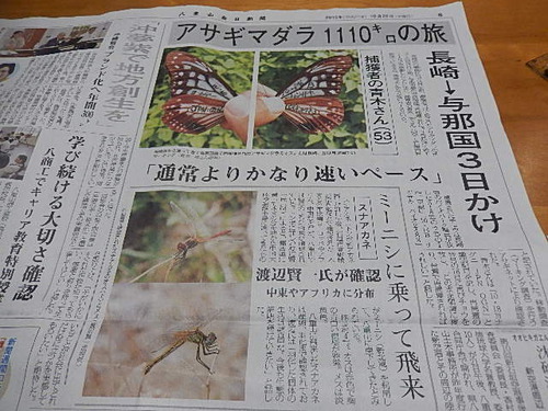 アサギマダラのマーキング