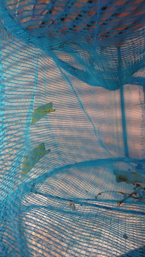 コモンタイマイ
