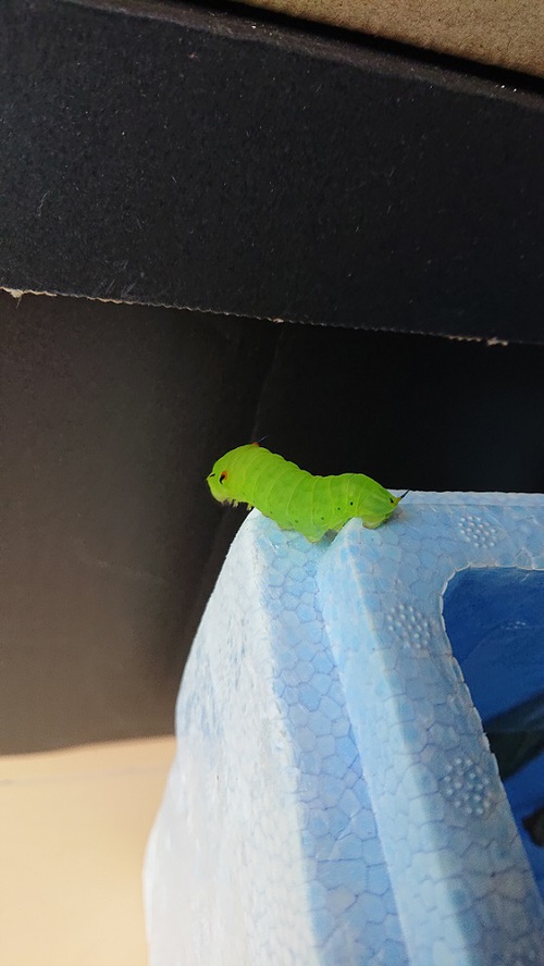 コモンタイマイ