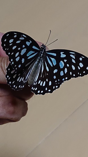 ウスコモンマダラ