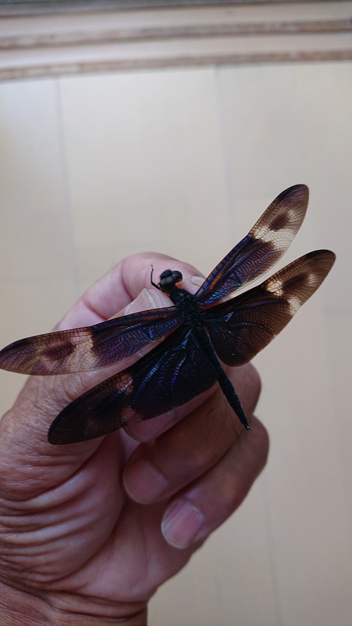 ウスキシロシロチョウ