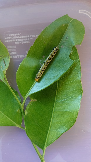 コモンタイマイ
