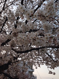 桜満開 2014/03/25 03:52:45