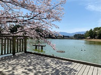 あおによし 奈良の都は 咲く花の にほふがごとく 今盛りなり